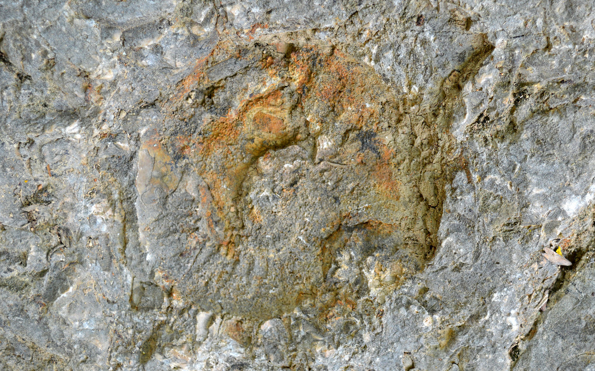 templom-hegyi-ammonitesz-tanosveny-megkovesedett-ammonitesz